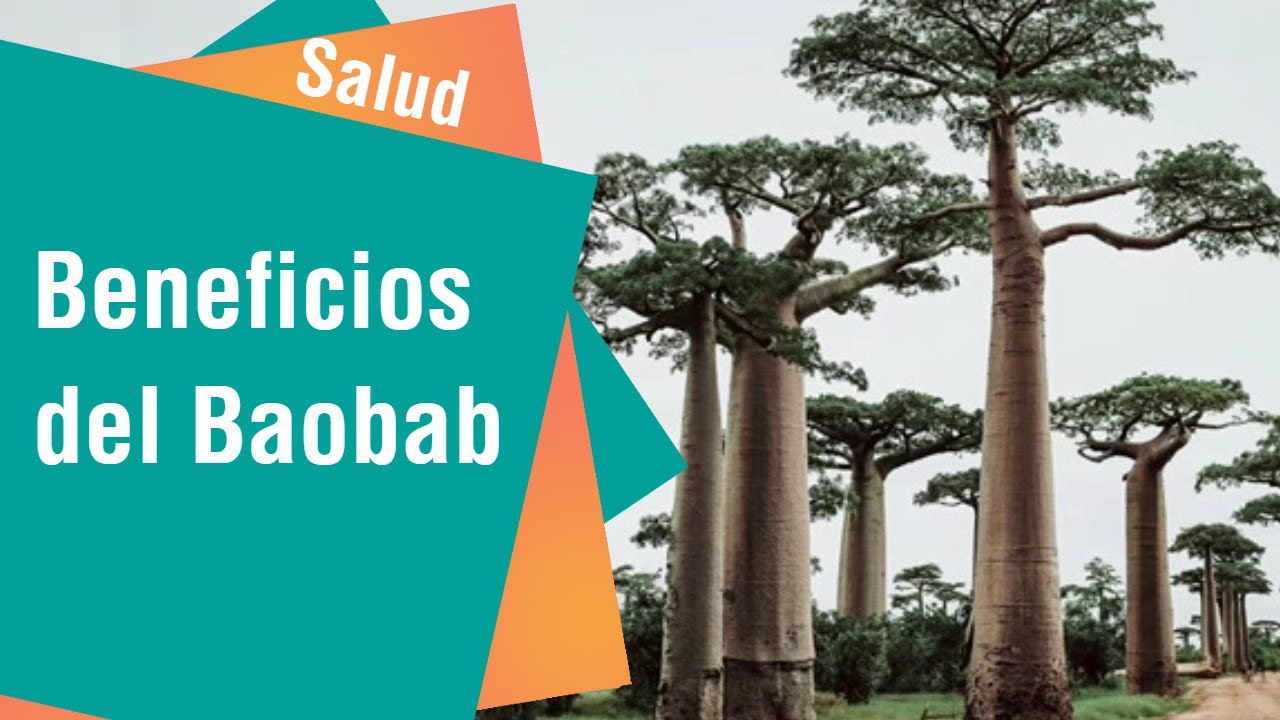 El árbol de la vida Baobab y sus múltiples beneficios | Salud