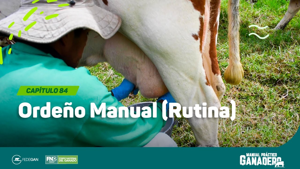 Cap 84 - Ordeño Manual (rutina) #manualpracticoganadero