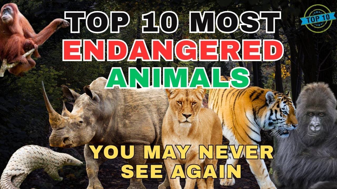 Top 10 Rare Animals in Earth | Be Amazed at BBC Earth in 1 Minute Animals Wildlife Video