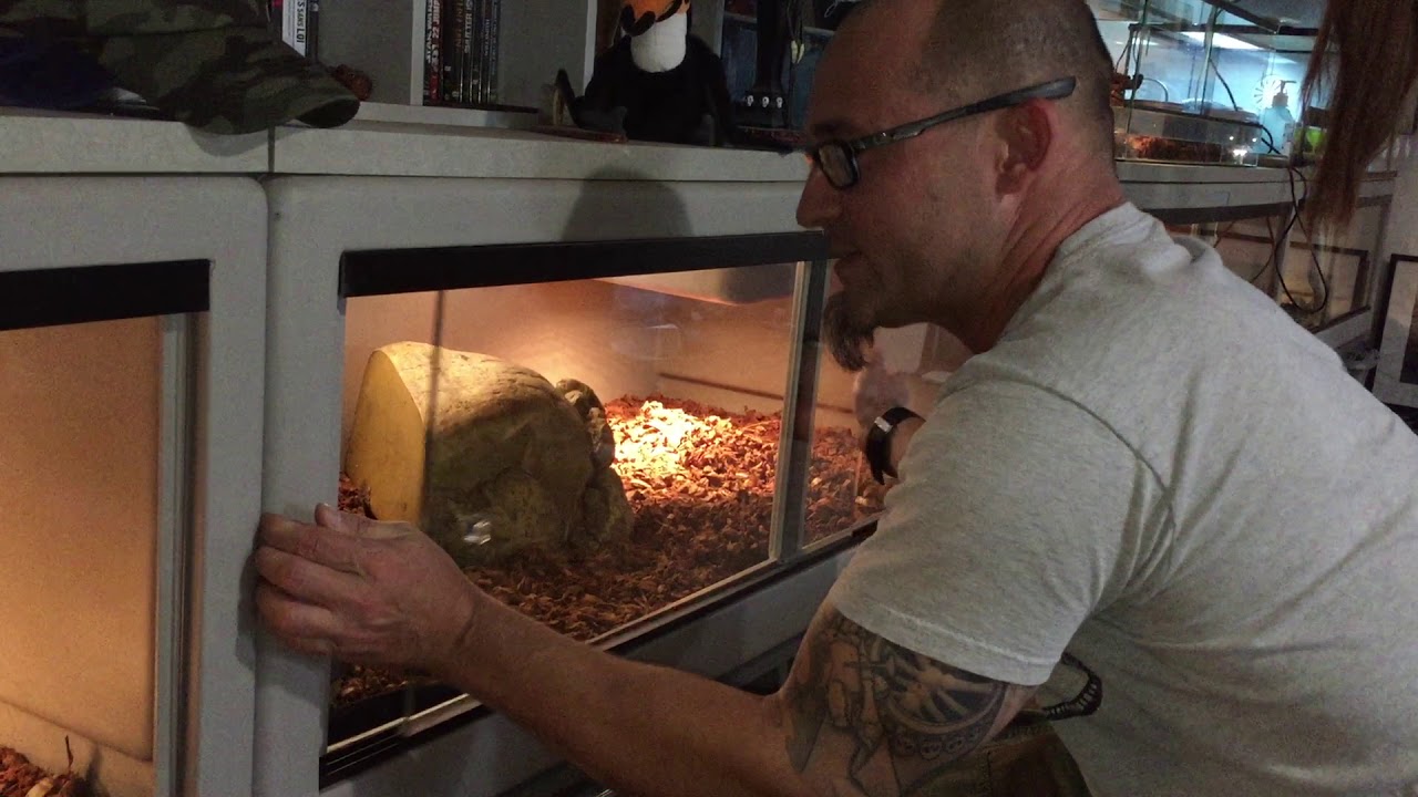 Conseils pour bien hydrater vos pythons et boas