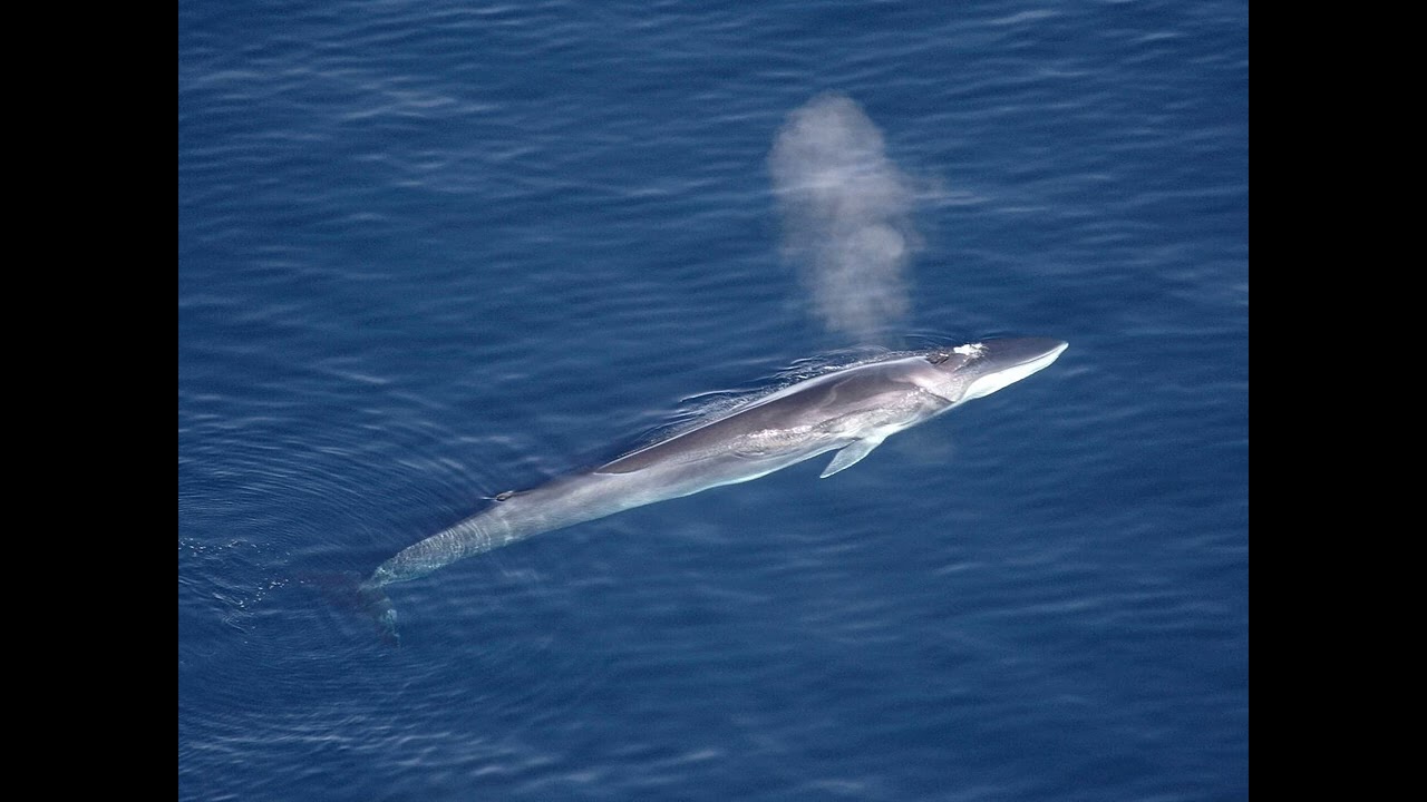 Fin Whale - Wikipedia Spoken Articles