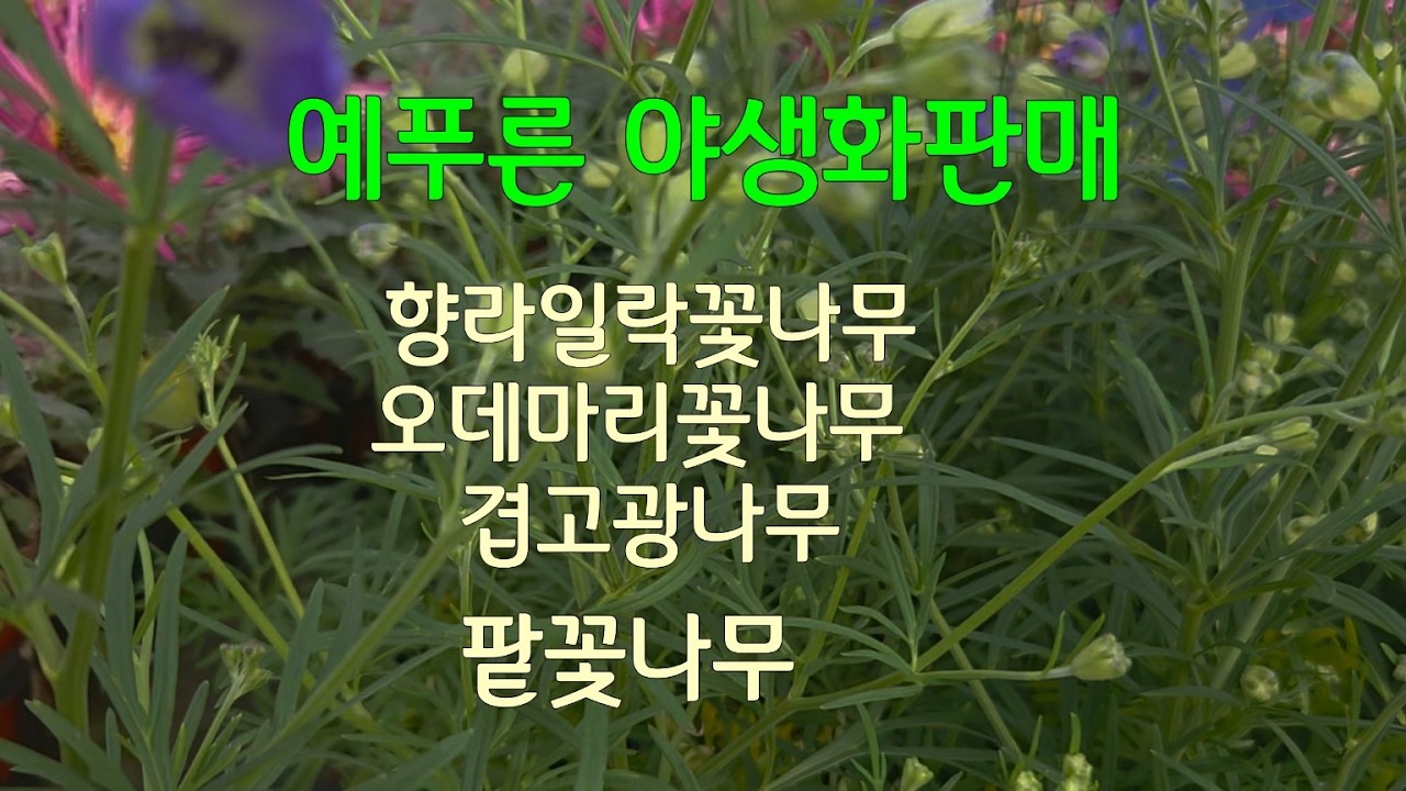 #예푸른야생화판매#각종야생화#꽃나무판매# 예푸른 전국택배주문010-6364-8048 