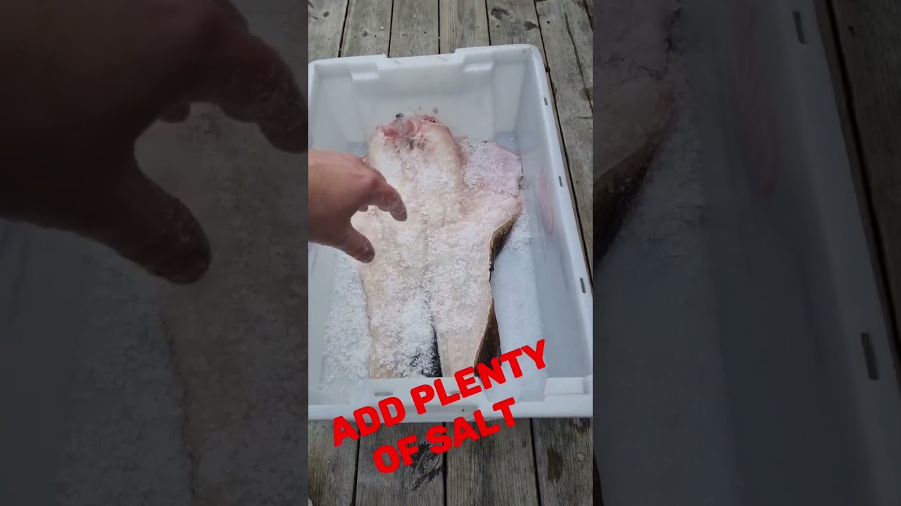 How to salt your fish for conservation #fishing #cod #food #conservation #diy