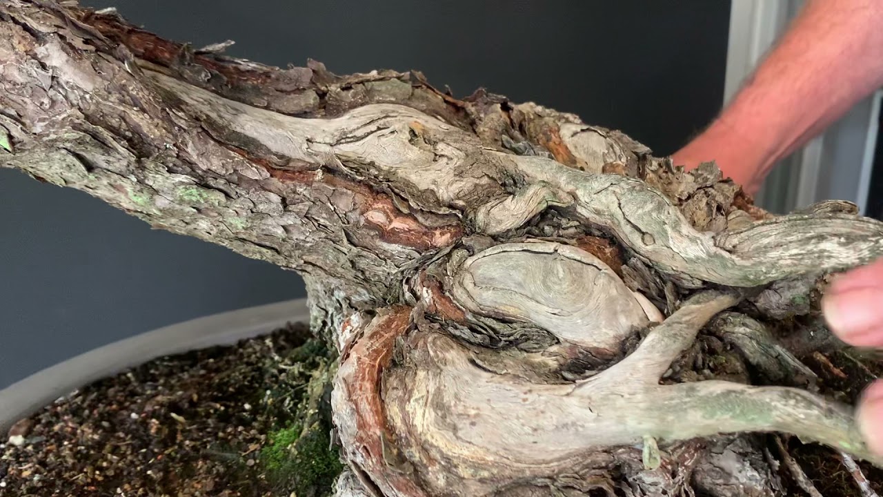 Air layer and redesign 1951 Black Pine