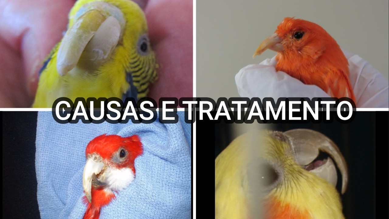Bico Torto, falha , crescimento ANORMAL  do BICO- Causas e Tratamento #passaros #psitac&iacute;deos