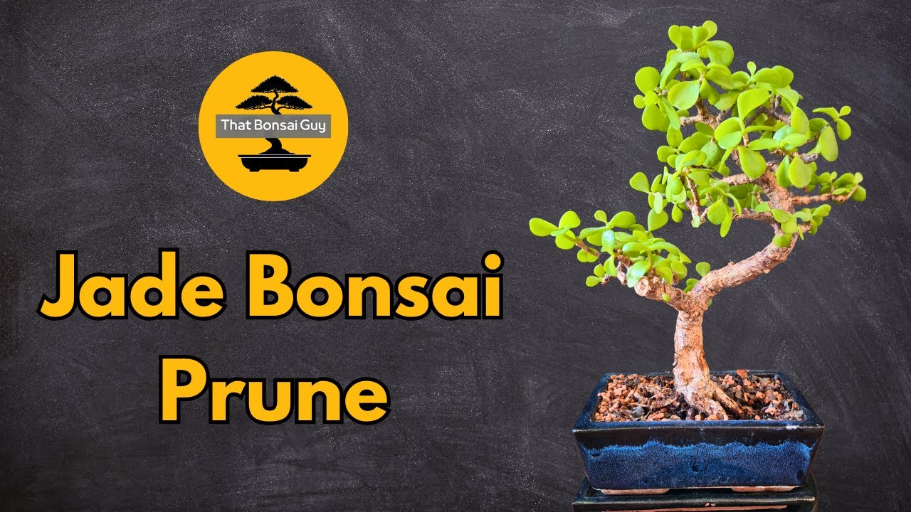 Working on Ramification on Jade Bonsai