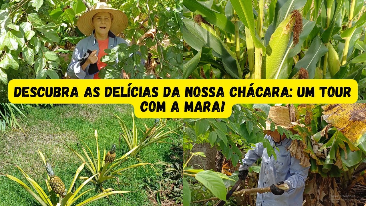 CAJUZINHO LIMAO TAITI E MAIS: UM TOUR IMPERDIVEL PELA CHACARA