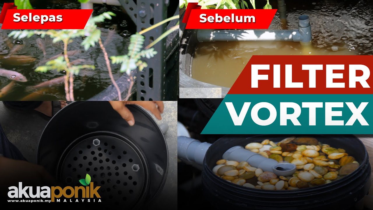Cara Buat Filter Vortex Untuk Tangki Akuaponik Talapia & Lobster