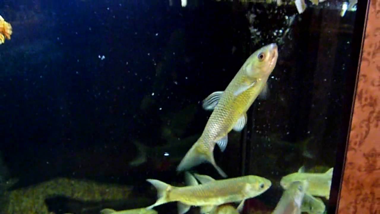 Белый амур в аквариуме, кормление белого амура grass carp feeding 3