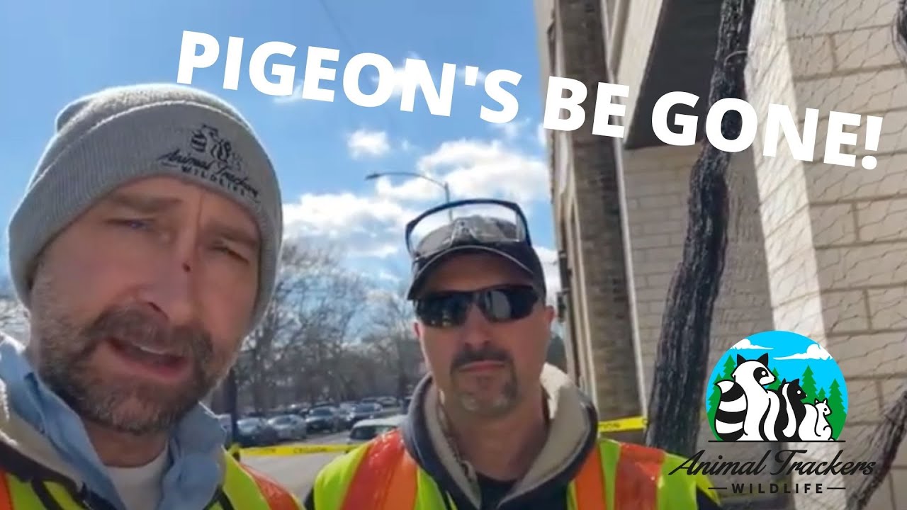 Pigeon Proofing Your Building