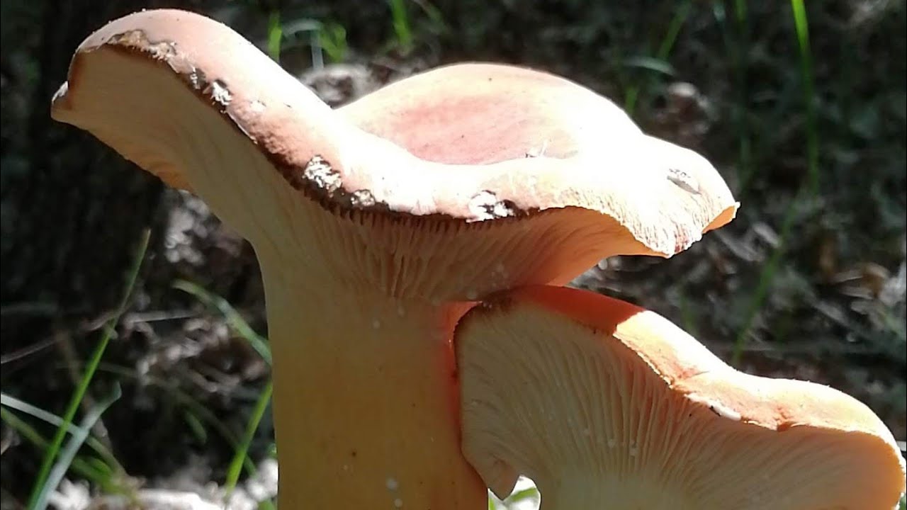 &Ccedil;iğ&ccedil;iğ yenen Lezzetli mantar buldum.Geyik s&uuml;t&uuml; mantarı (Lactifluus volemus)nerede ve nasıl bulunur?