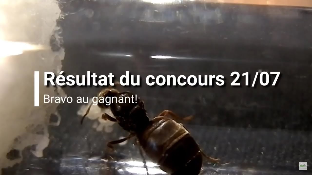 ° Résultat concours Lasius niger ° Myrmécologue [HD/Fr]