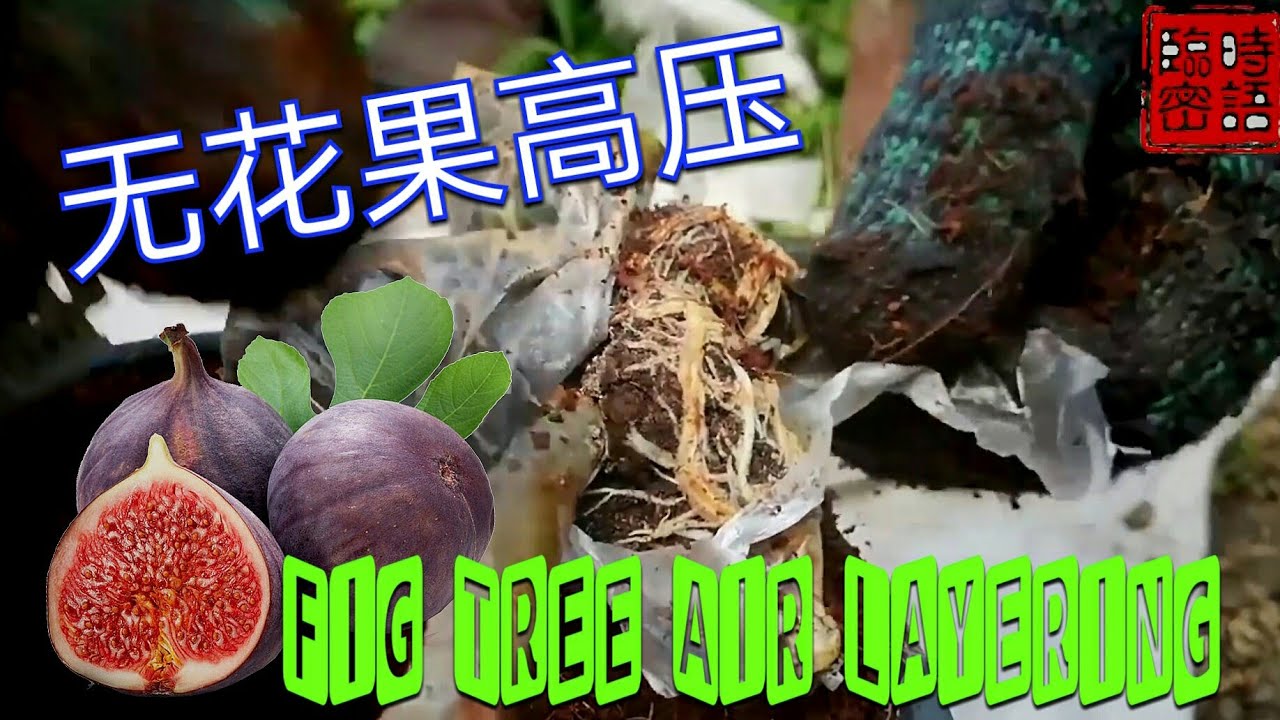 Air Layer Fig Tree 马来哥无私教你【无花果高压】2个星期高压成功学到赚到