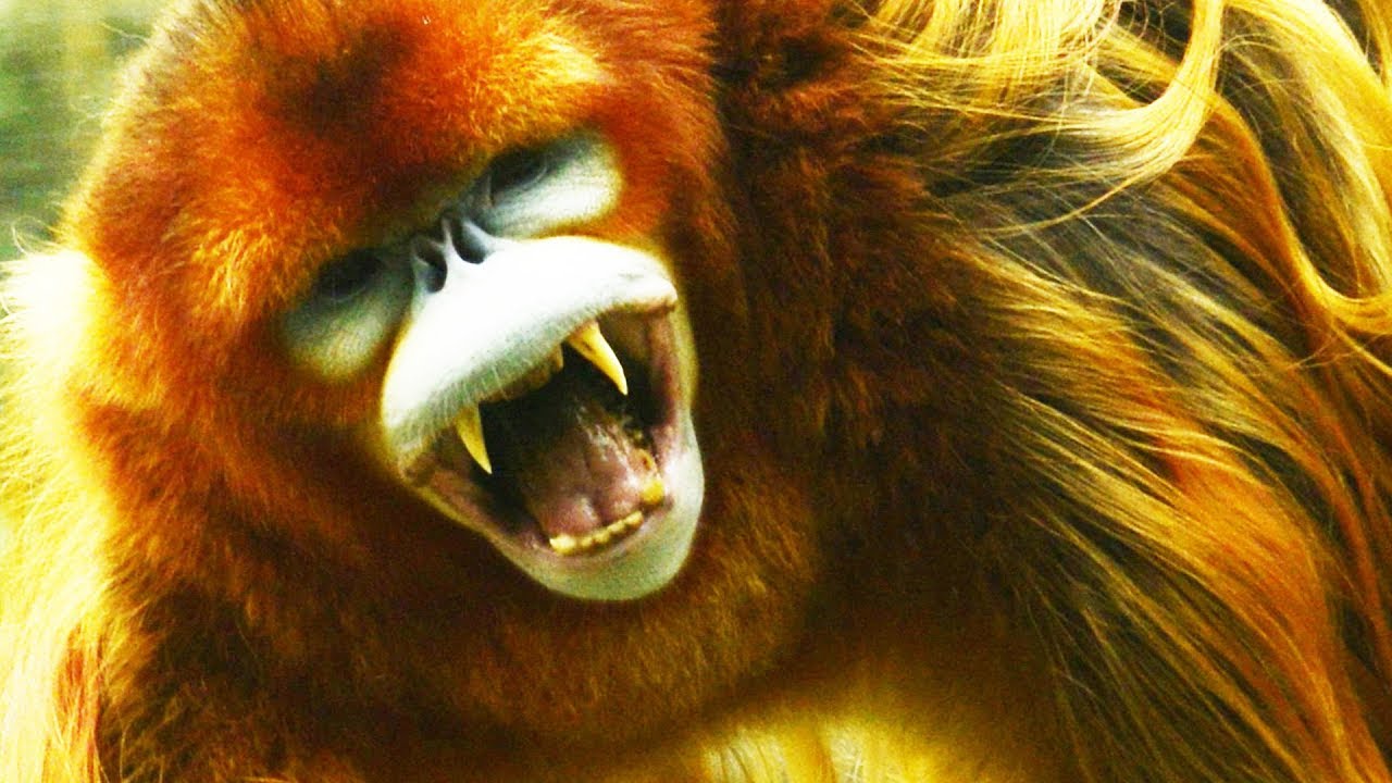 Ceci n'est pas un singe mort-vivant - ZAPPING SAUVAGE