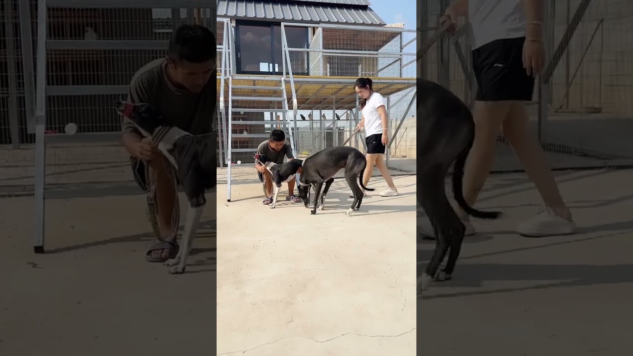 dogs breeding in dogs hospital near #shortsfeed #trending #ytshorts #dogs #animals #funnyanimal
