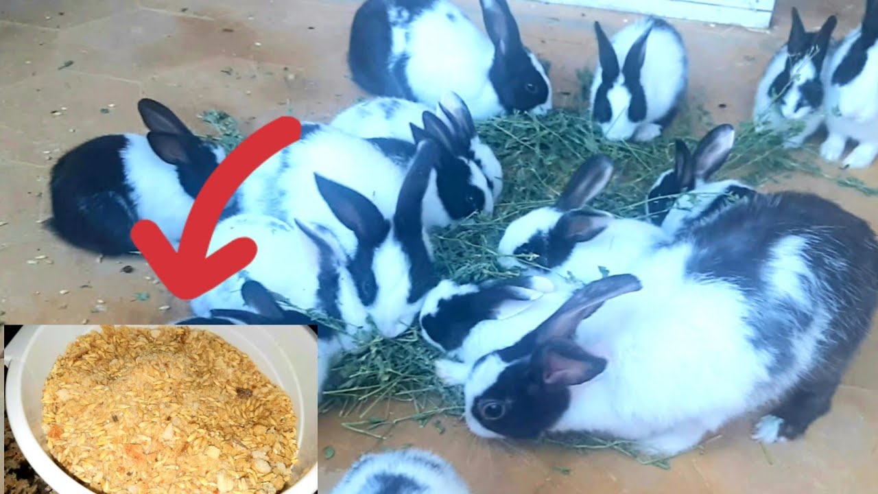 خلطة الخبز اليابس لتسمين الأرانب في وقت وجيز مجربة تحت طلب المتابعين.