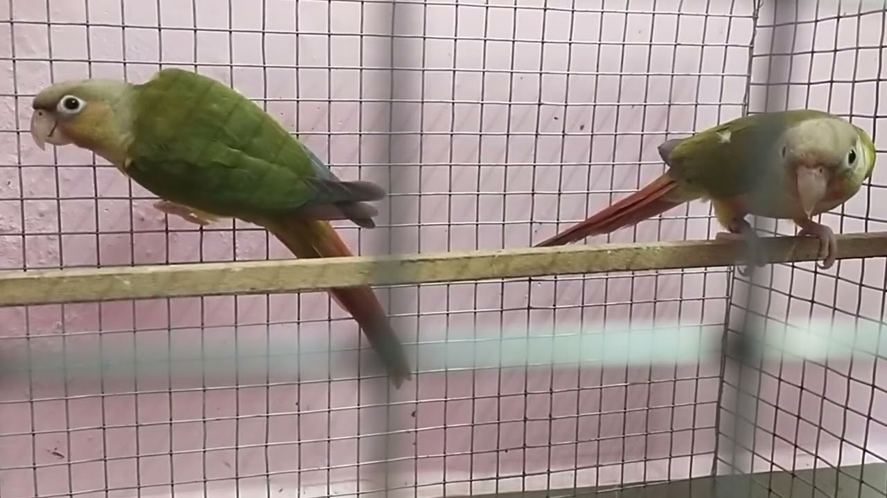 #pinappleconur