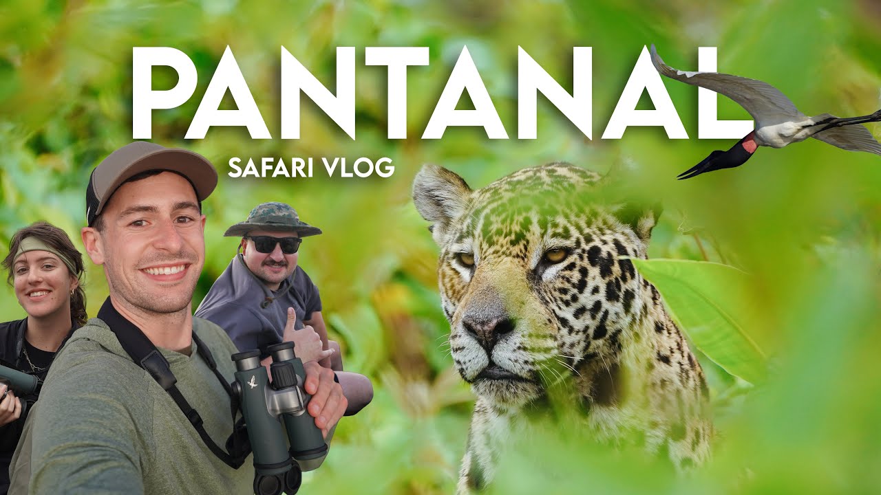 What It’s Like to Visit the Pantanal, Brazil (Safari VLOG)