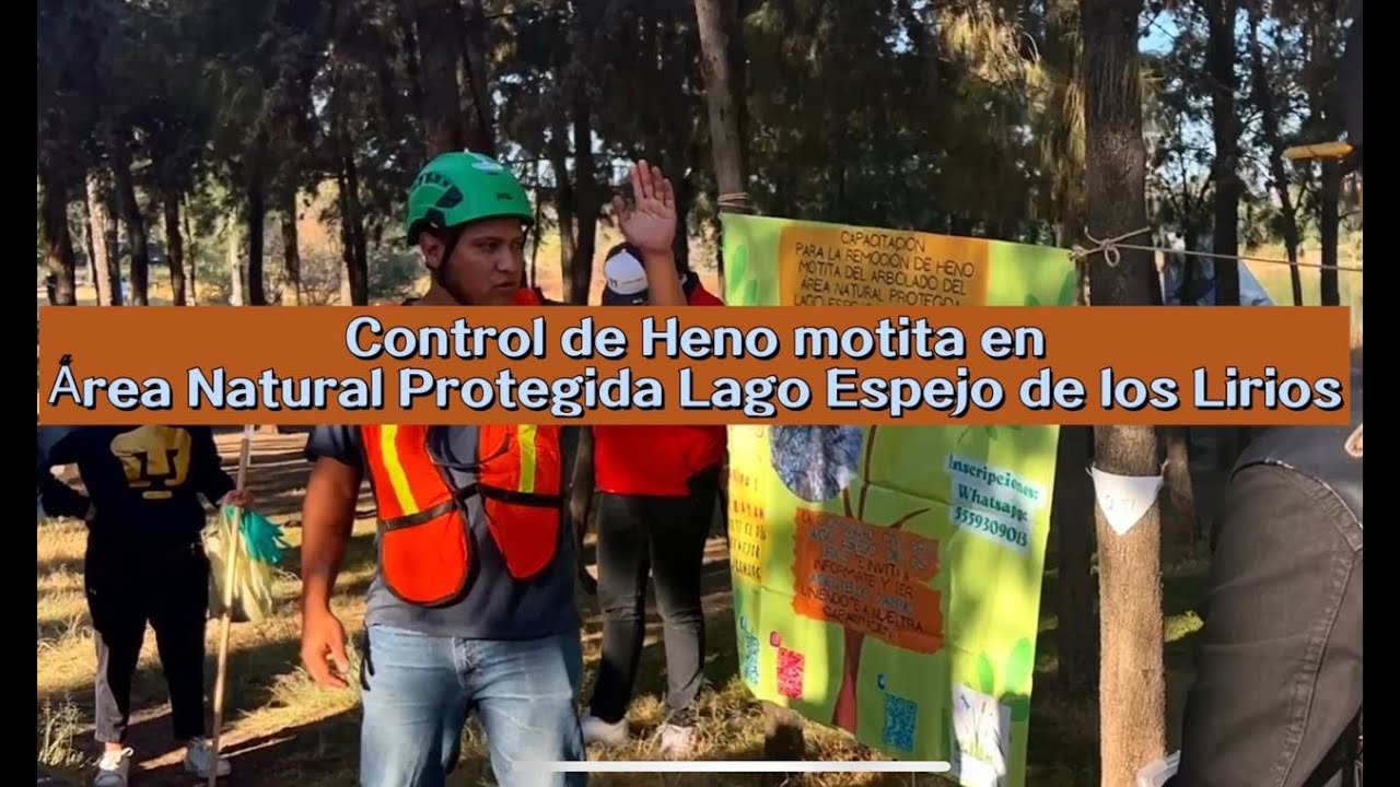 Control de Heno motita