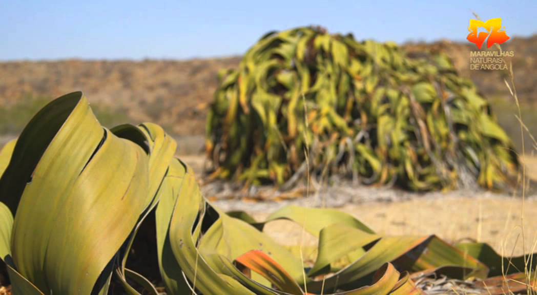 Deserto do Namibe 2
