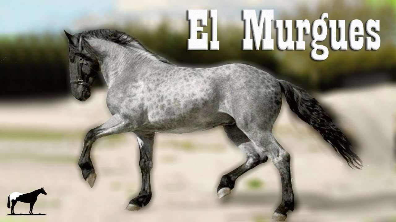 El Caballo Murgues 🐴-Del Cerro Soy