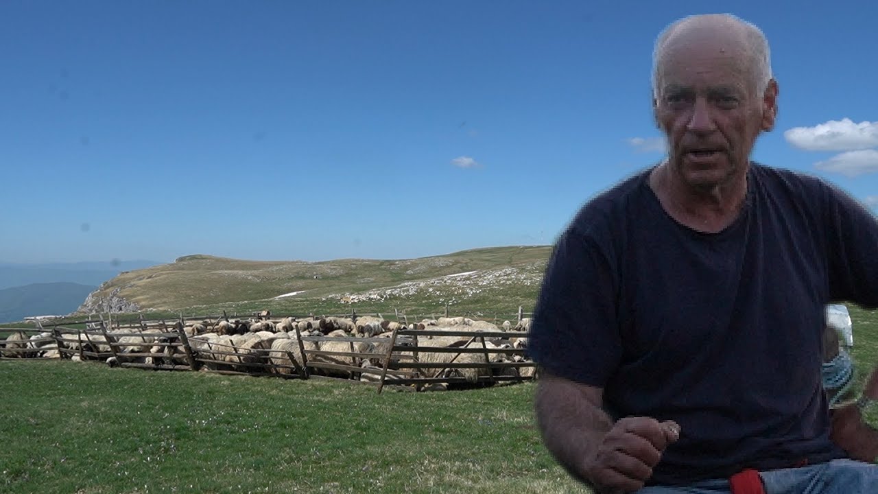 SAMO   ZA   PERU  MAJDANCA  KOJI   IMA  1000  OVACA
