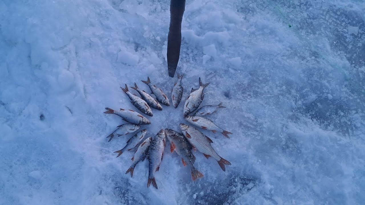Рыбалка на косынки с закормом! Пробую рыбачить на зимние удочки!