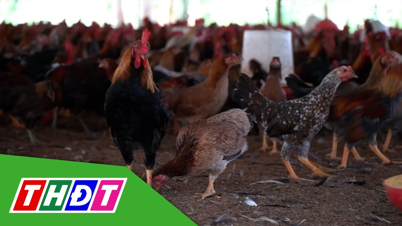 Đồng Th&aacute;p: Gi&aacute; g&agrave; thịt tiếp tục giảm, người nu&ocirc;i lỗ nặng | THDT