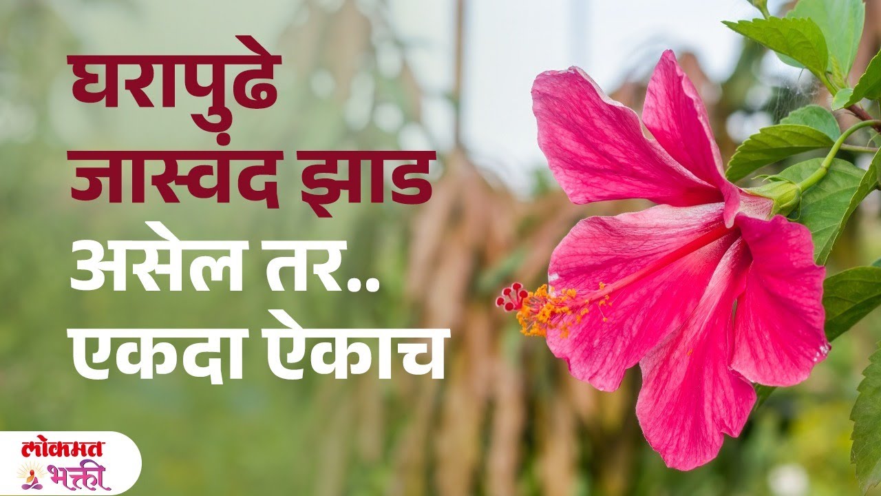 Gharapudhe Jaswandachya Fulche Zad Asnyache Fayde : Jaswandachya Fulacha Upay #vastushastra | SG3