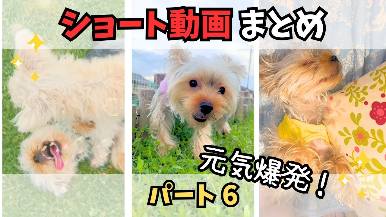 【ヨーキー】まだまだ出てくる！懐かしのショート動画まとめ🐾【パート6】