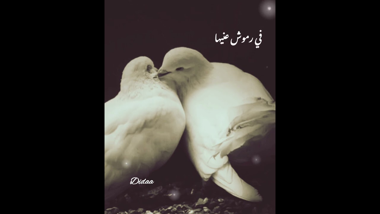 يمامه بيضا ..علي الحجار& هدى عمار