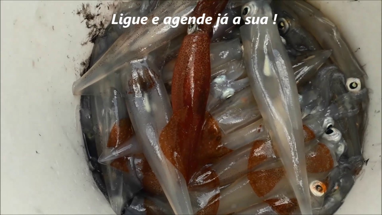 Pesca de Lulas em Ilhabela | Bote Branco Pescarias guia pesca F&aacute;bio