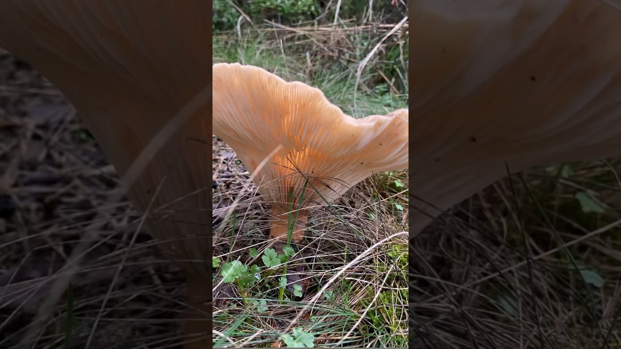 Dere kenarında geyik mantarı #mantarlar #mantar #mushroom #fungi