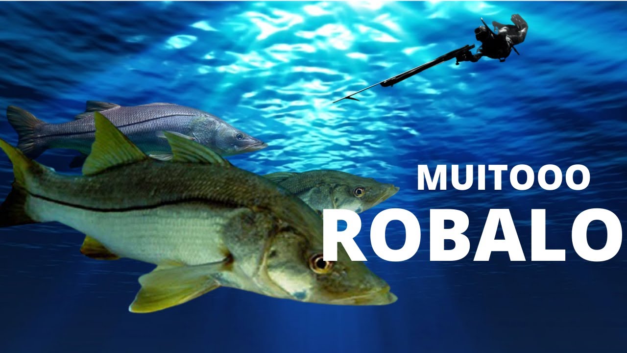 PESCA SUBMARINA - Pesca sub -  Pesca mergulho alto mar - Pesca de mergulho - PESCA SUB 2021