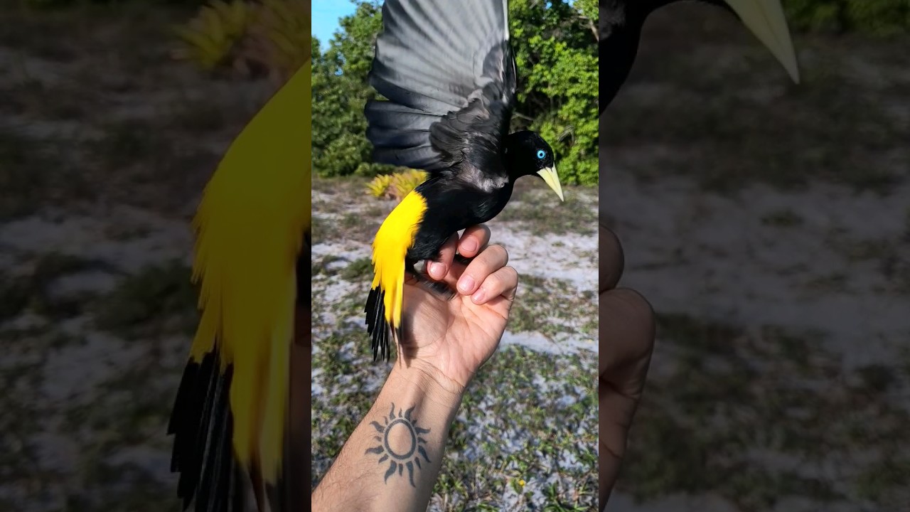 🇧🇷 Xex&eacute;u, 🇺🇸Yellow-rumped Cacique, 🔬Cacicus cela. #birds #nature #ornithology