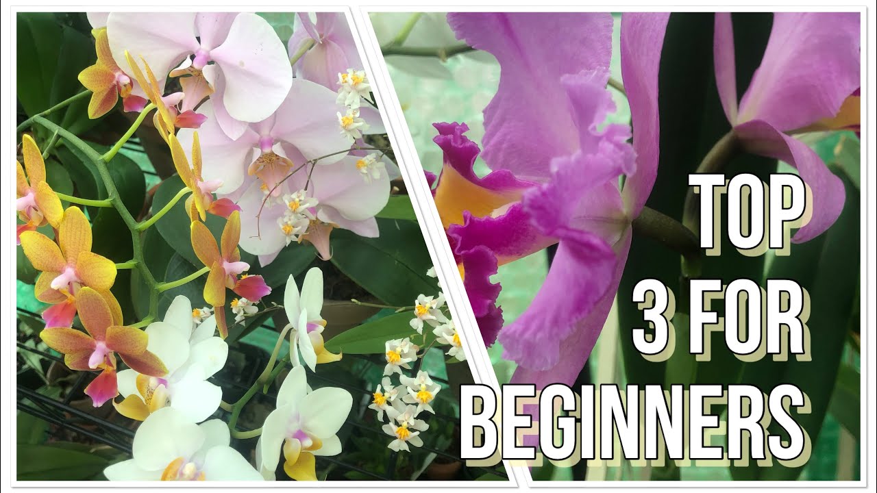 My Top 3 Orchids For Beginner Growers!