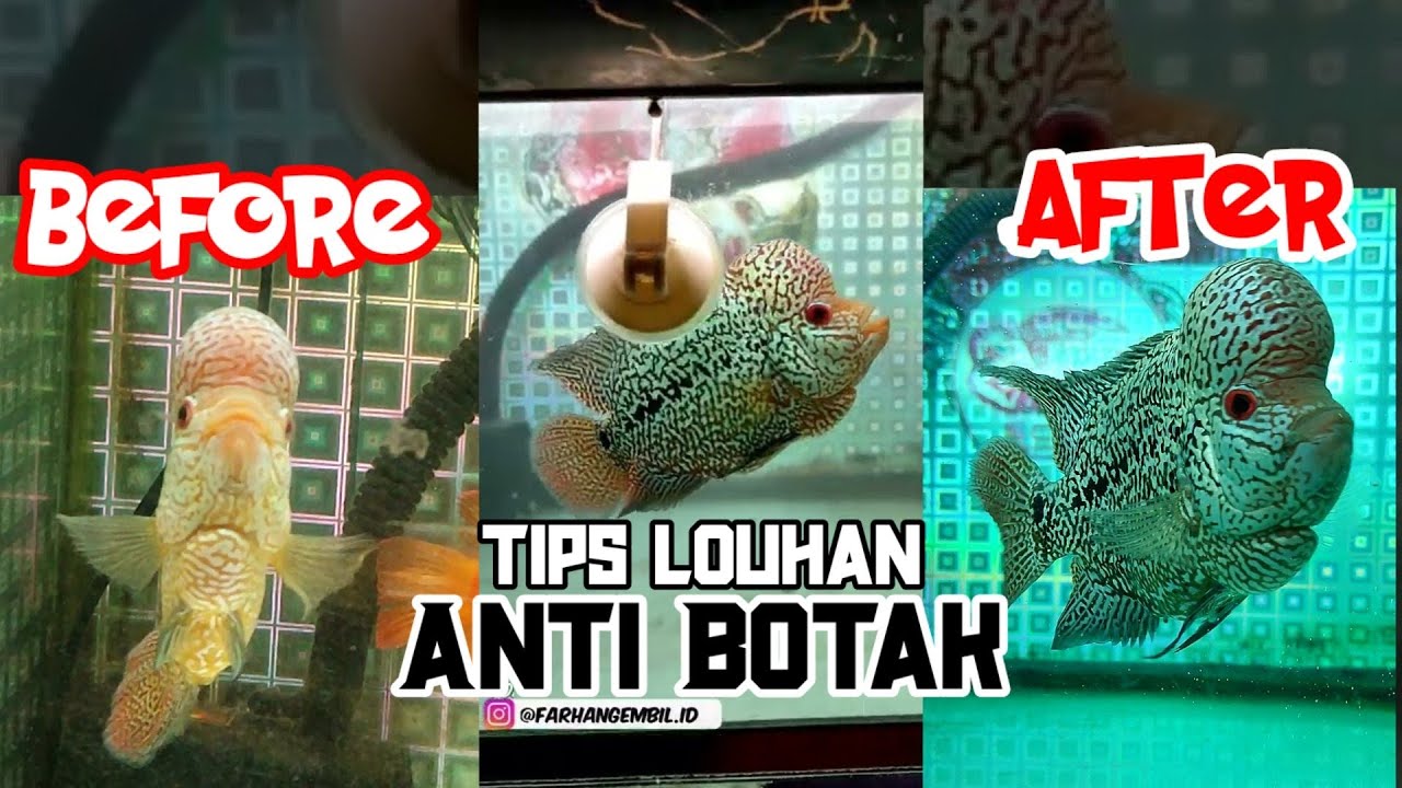CARA MUNCULIN MUTIARA DI JENONG LOUHAN YANG BOTAK