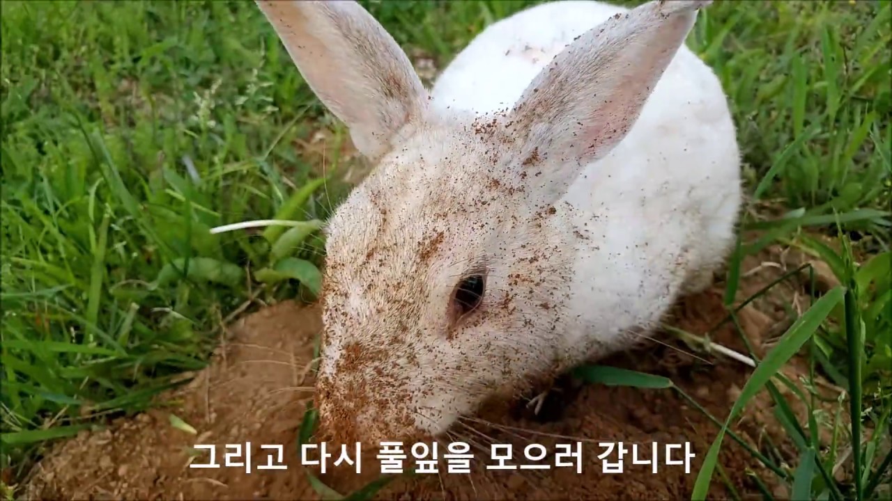 공원 엄마 토끼의 아기 낳을 굴 파기(Mother rabbit, Digging Hole)