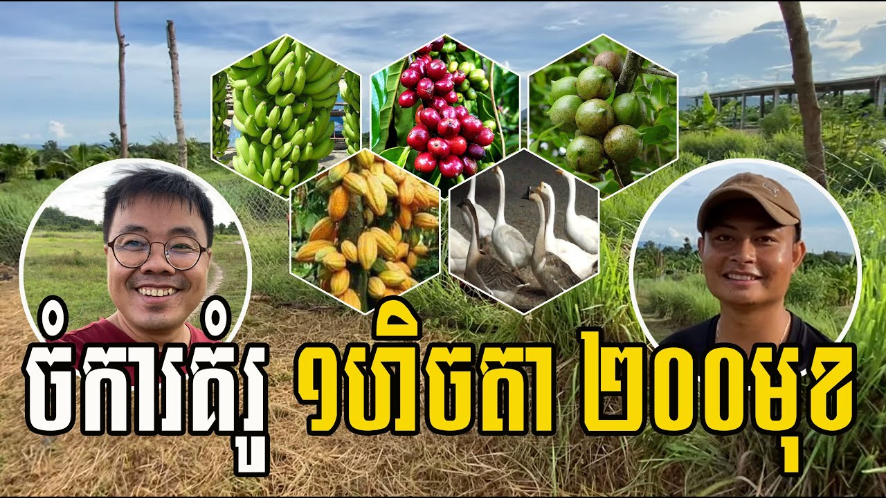 នេះជាគំនិតដាំដំណាំនិងចិញ្ចឹមសត្វ ចំរុះលេីដី១ហិចតា