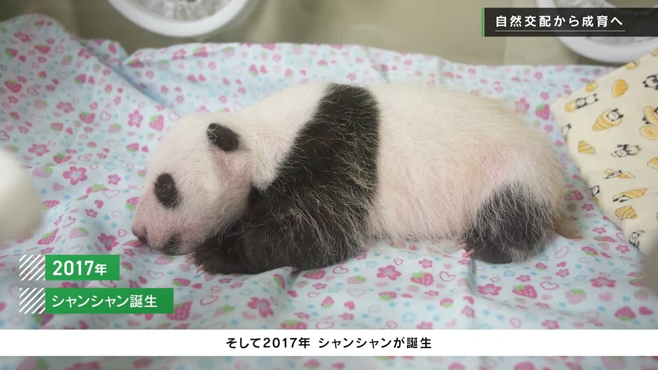 ジャイアントパンダと歩んだ15年（上野動物園）