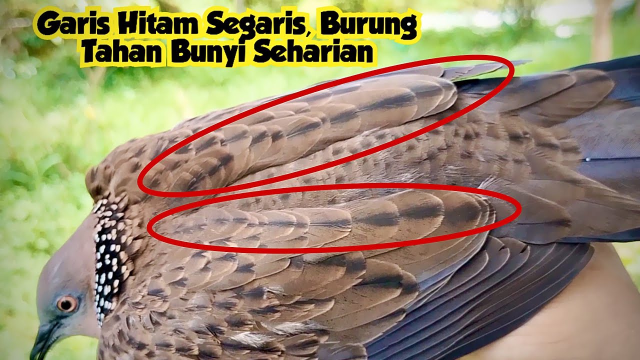 Garis Hitam Segaris Dari Atas Pundak Sampai Ke Ujung Sayap. Yang Dicari Pemikat Senior,.