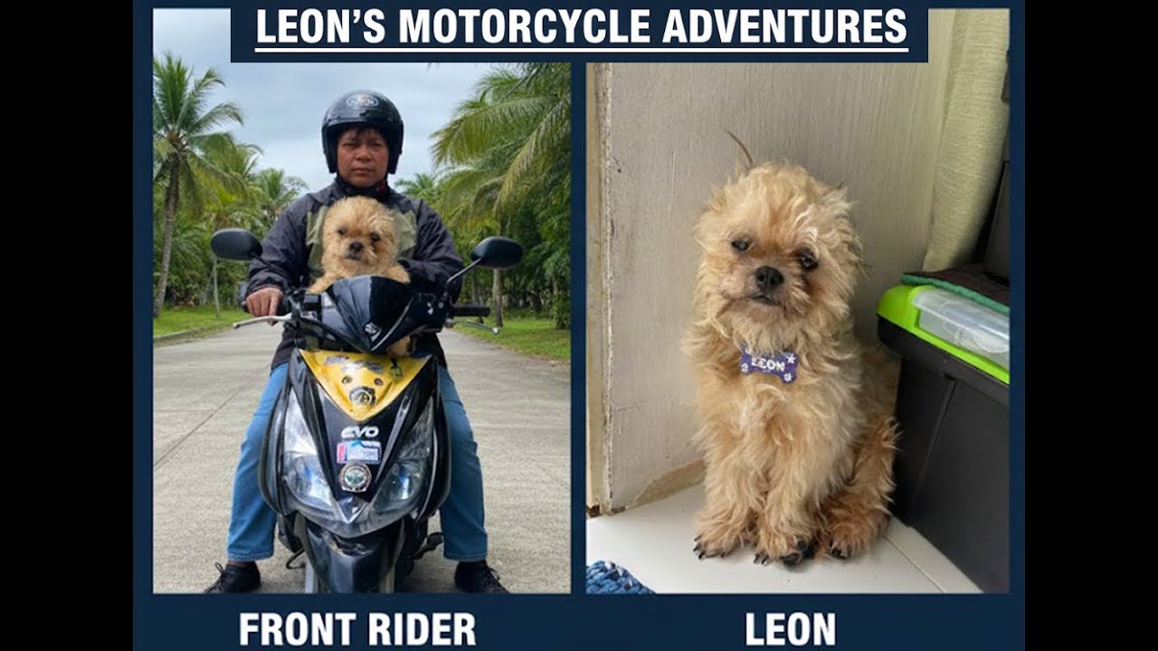 Shih Tzu's EPIC na may kuto Beach Ride! 🏖️ From Ticks to Two Wheels! (Motorcycle Dog Vlog)