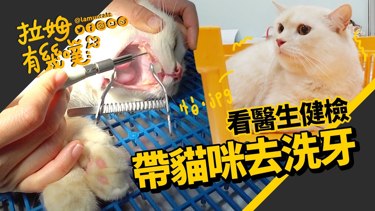 貓咪洗牙全紀錄 麻醉退掉後異常興奮｜拉姆有幾噗 ♤