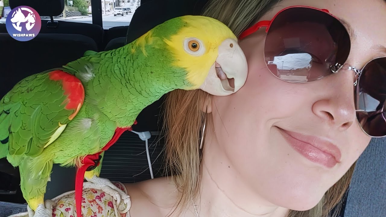 Rehomed Again and Again, Bello the Parrot Finally Found His Forever Person