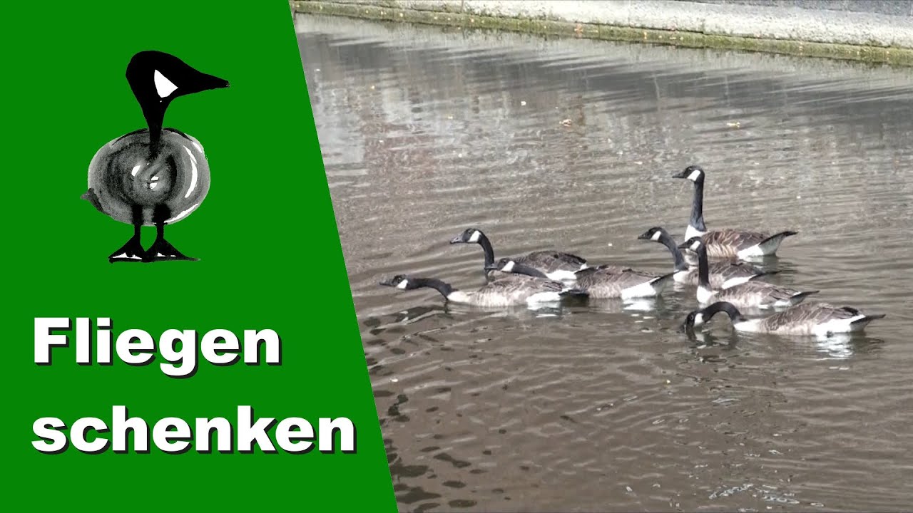 Fliegen schenken - Tiernotruf #261