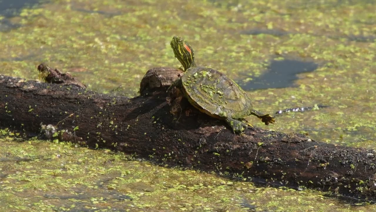 Painted Turtles Sitting on Logs