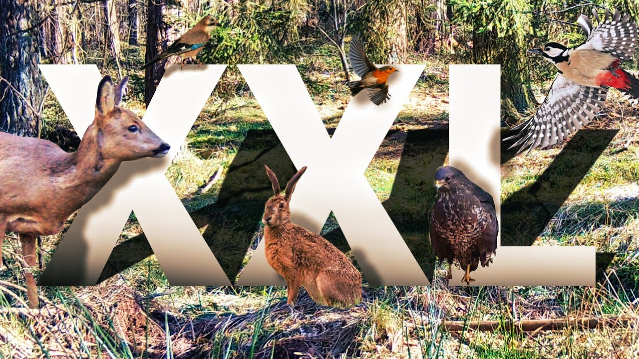 Die besten Aufnahmen bisher! || Wildtierkamera Update März 2022 Eifel [XXL Folge]