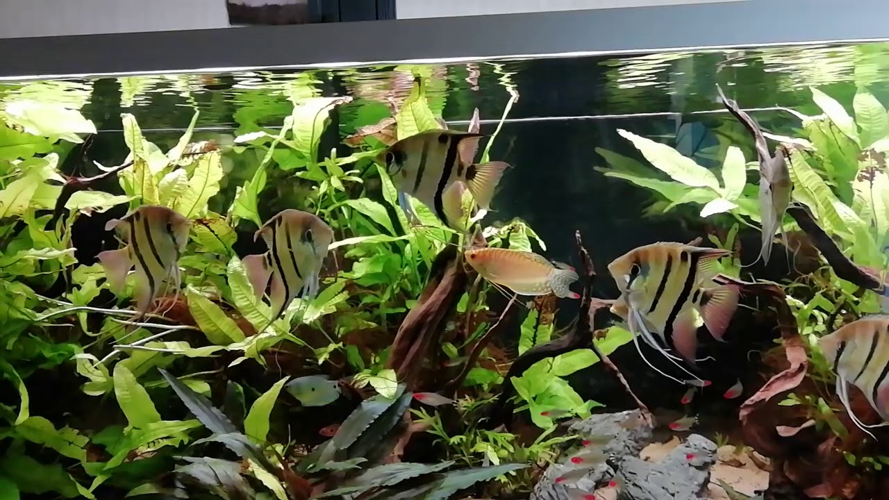 Pterophyllum Leopoldi