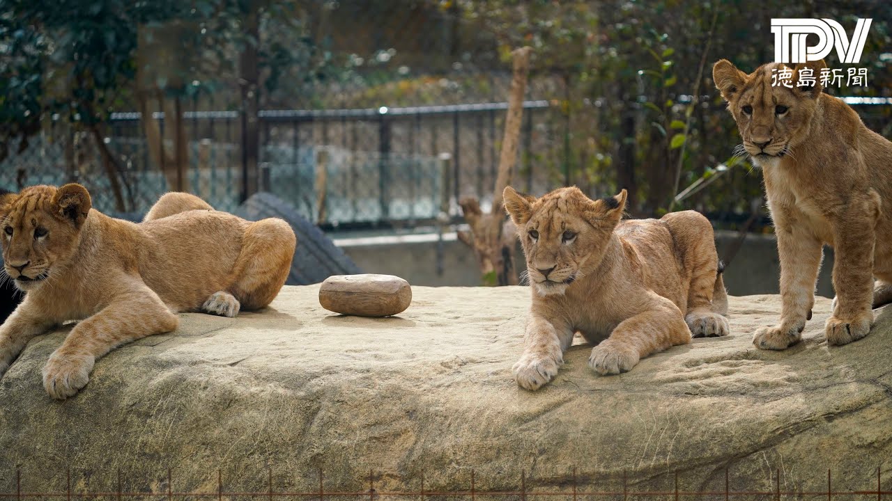 とくしま動物園ライオン日記【2023年2月20日】