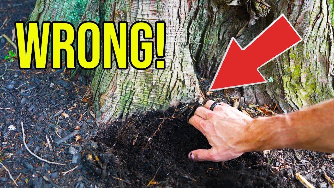STOP Mulching Your Trees Like This&mdash;Do THIS Instead!